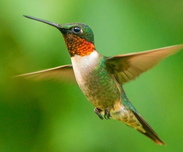 Close-up of a colorful hummingbird in mid-flight against a vibrant green background in Jamaica.